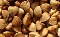 buckwheat-pic (4)
